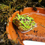 Chaco Hornfrosch