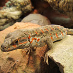 Leopardleguan