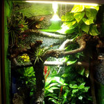 Rotkehlanolis Tarrarium