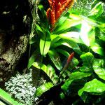 Rotkehlanolis Tarrarium