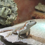 Leopardleguan Weibchen