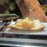 Pfauenaugentaggecko frisst Bananenbrei