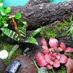 Goldbaumsteiger Terrarium