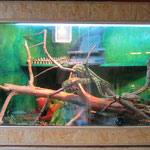Morelia Terrarium