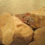 Leopardleguan