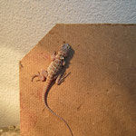 Leopardleguan
