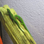 Pfauenaugentaggecko