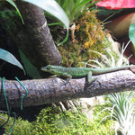 Gefleckter Martinique Anolis Männchen