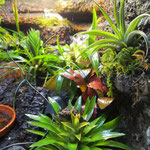 Goldbaumsteiger Terrarium