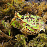 Chaco Hornfrosch