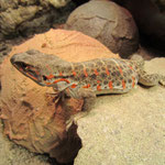 Leopardleguan