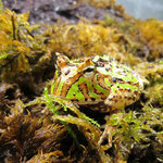 Chaco Hornfrosch