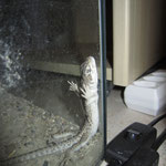 junger Leopardleguan am schlafen