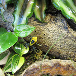 Färberfrosch