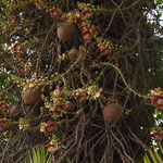 couroupita guianensis, algemeen bekend als cannonball tree 
