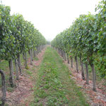 Le vignoble de Cuqueron