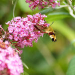 11. Hummelschwärmer auf Buddleja, Juli 2014