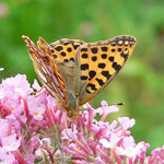 4. Kleiner Perlmutterfalter (Silbriger P.) auf Buddleja, Juli 2014