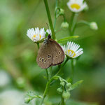 13. Brauner Waldvogel auf Knopfkraut, Juli 2014