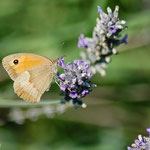 10. Großes Ochsenauge auf Lavendel, Juli 2014