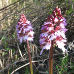 orchis pourpre