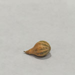 Smallest Gourd - Marian McNabb - Second Place