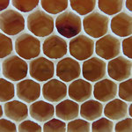 Frisch eingetragener Honig