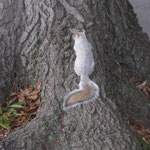 getunestes Squirrel :)