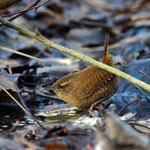 Zaunkönig-Hamburg- Fischbeker Heide