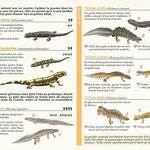 miniguide La Salamandre  "Amphibiens"