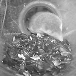 Musaraigne bicolore Crocidura leucodon, Champagne 2014