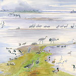 Les oiseaux du Lac du Der. Pour la LPOCA, aquarelle