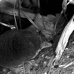 Crossope Neomys fodiens Champagne 2016