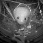 Belette (microcarnivore!) mustela nivalis , Champagne 2016