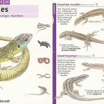 miniguide La Salamandre  "Reptiles"