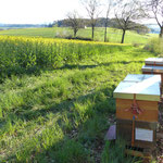 Wanderstand am Rapsfeld