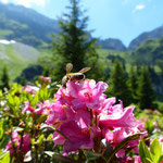 Biene in der Alpenrose - auf rund 1800 Metern hoch über dem Brecca-Schlund