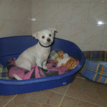 Pongo