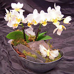 ausgarnierte Orchidee imSchiff