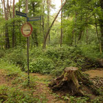 Wegkreuzung im Wald