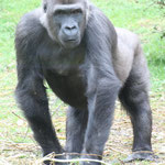 Gorilla. - Arnheim, Burgers Zoo