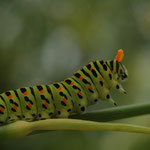 Chenille de Machaon -  Buxerolles (86) - 08/07/2007