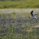 Mouette rieuse - St Michel en Brenne (36) - Mai 2010