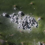 Les cochenilles femelles se nourrissent de la sève des cactus 