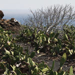 L'élevage de la cochenille sur l'île de Lanzarote a commencé vers 1830
