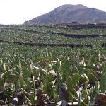 Spectacle impressionnant des plantations de cactus sur des hectares