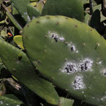 Cochenilles sur raquette de cactus