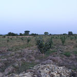 Mangoplantage
