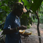 unser Führer öffnet eine Kakaofrucht für uns
