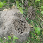 Termitenhügel auf dem Gelände - die Biester machen leider viele Pflanzen zu nichte